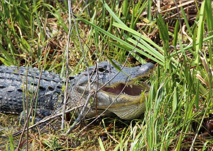 best everglades airboat tours