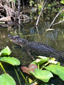 everglades restoration