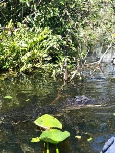 Alligator tour in Miami