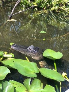 How to visit the Everglades