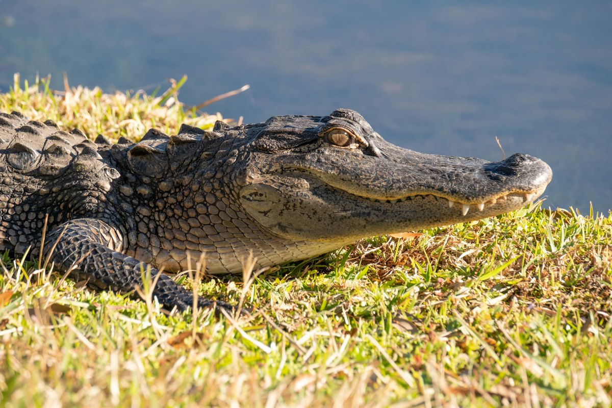 American alligator sunning on a grassy bank in the Everglades