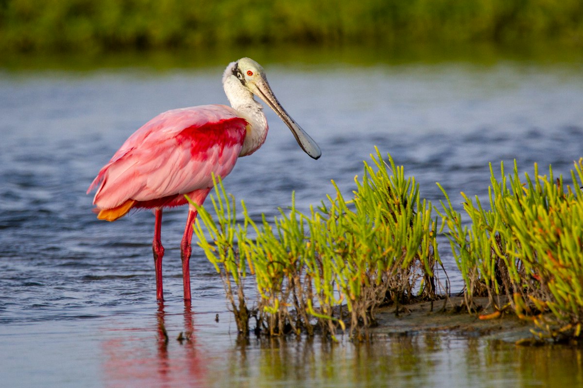 Roseate spoonbill wading in the Everglades shallows