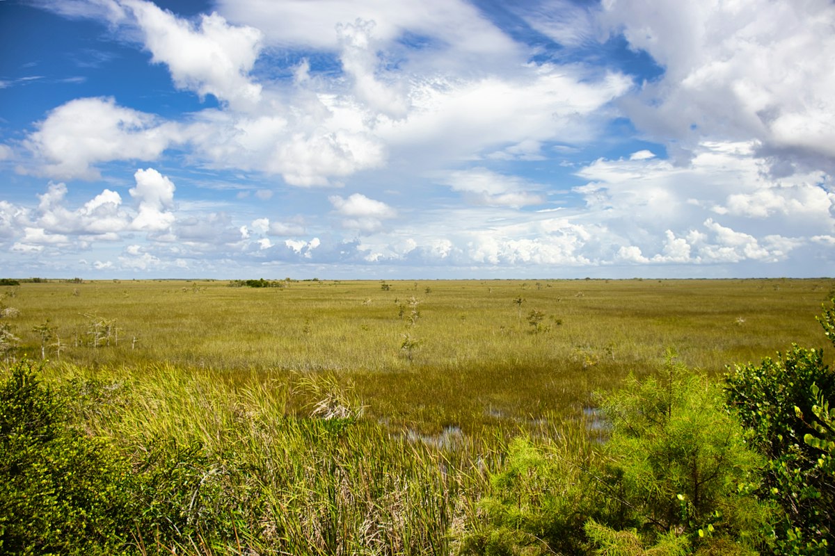 Open sawgrass prairie in the Florida Everglades under a blue sky